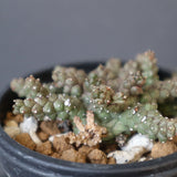 E.ブレビラマ　17