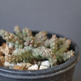 E.ブレビラマ　17