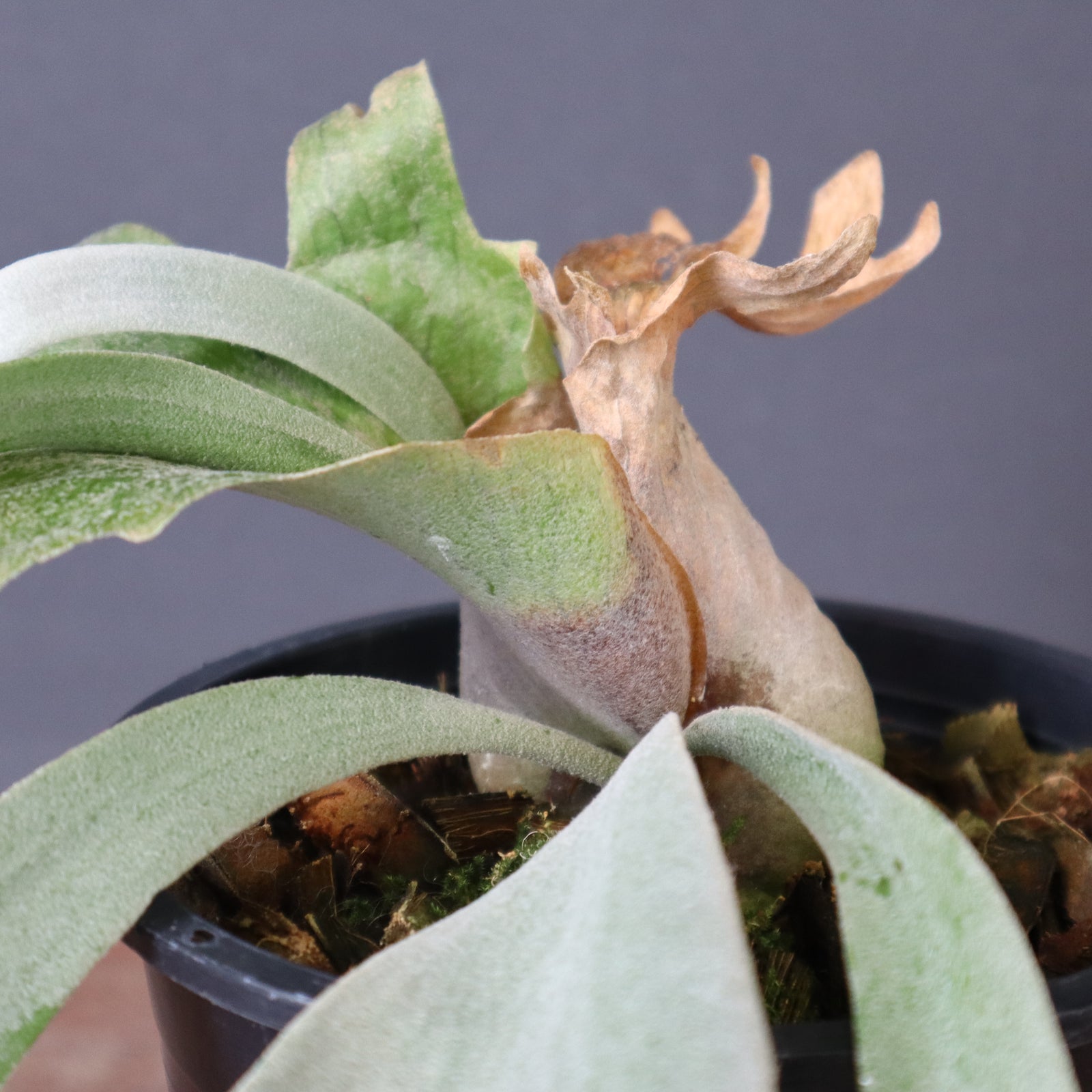 P.ウィリンキー EC896 – TaiShoDo ONLINE SHOP