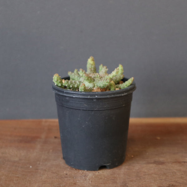 塊根植物 – 19ページ目 – TaiShoDo ONLINE SHOP