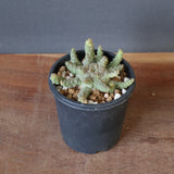 E.ブレビラマ　13