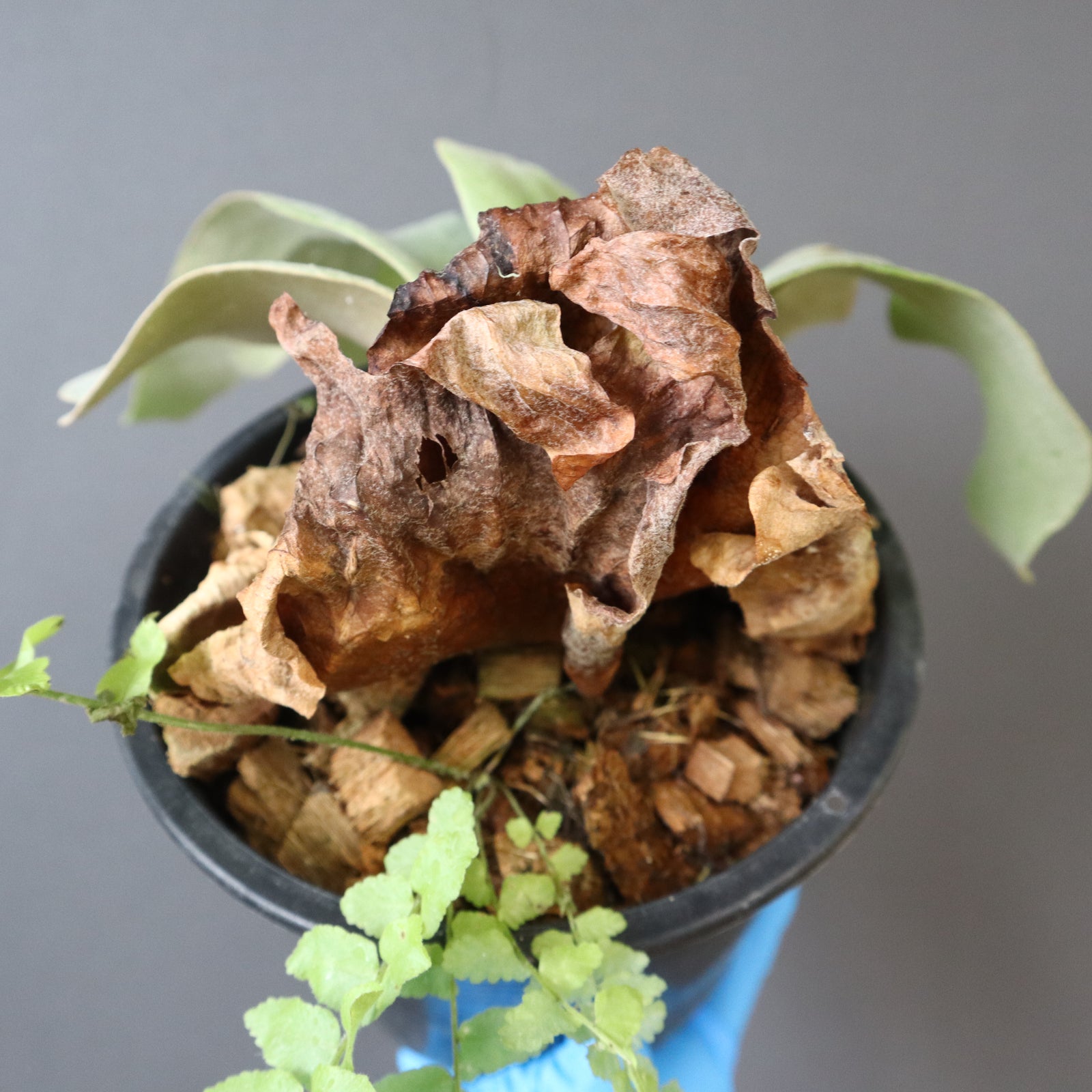 P.ウィリンキー EC894 – TaiShoDo ONLINE SHOP