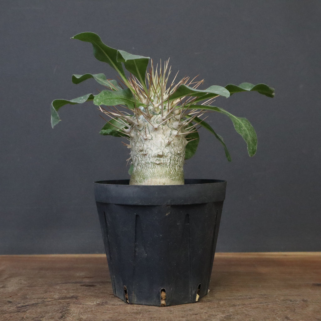 P.ナマクアナム 光堂（実生）6 – TaiShoDo ONLINE SHOP