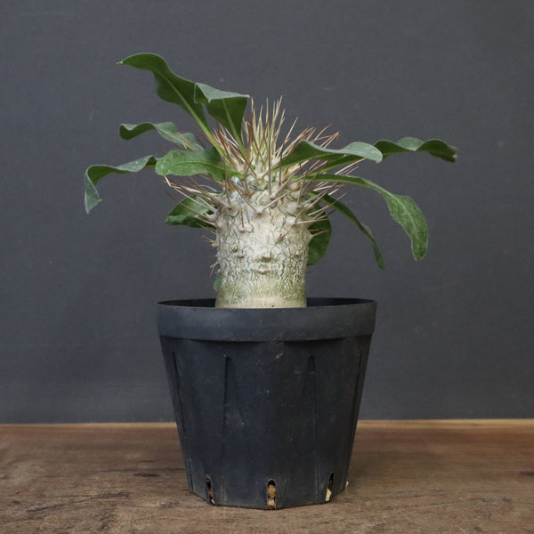 P.ナマクアナム 光堂（実生）6