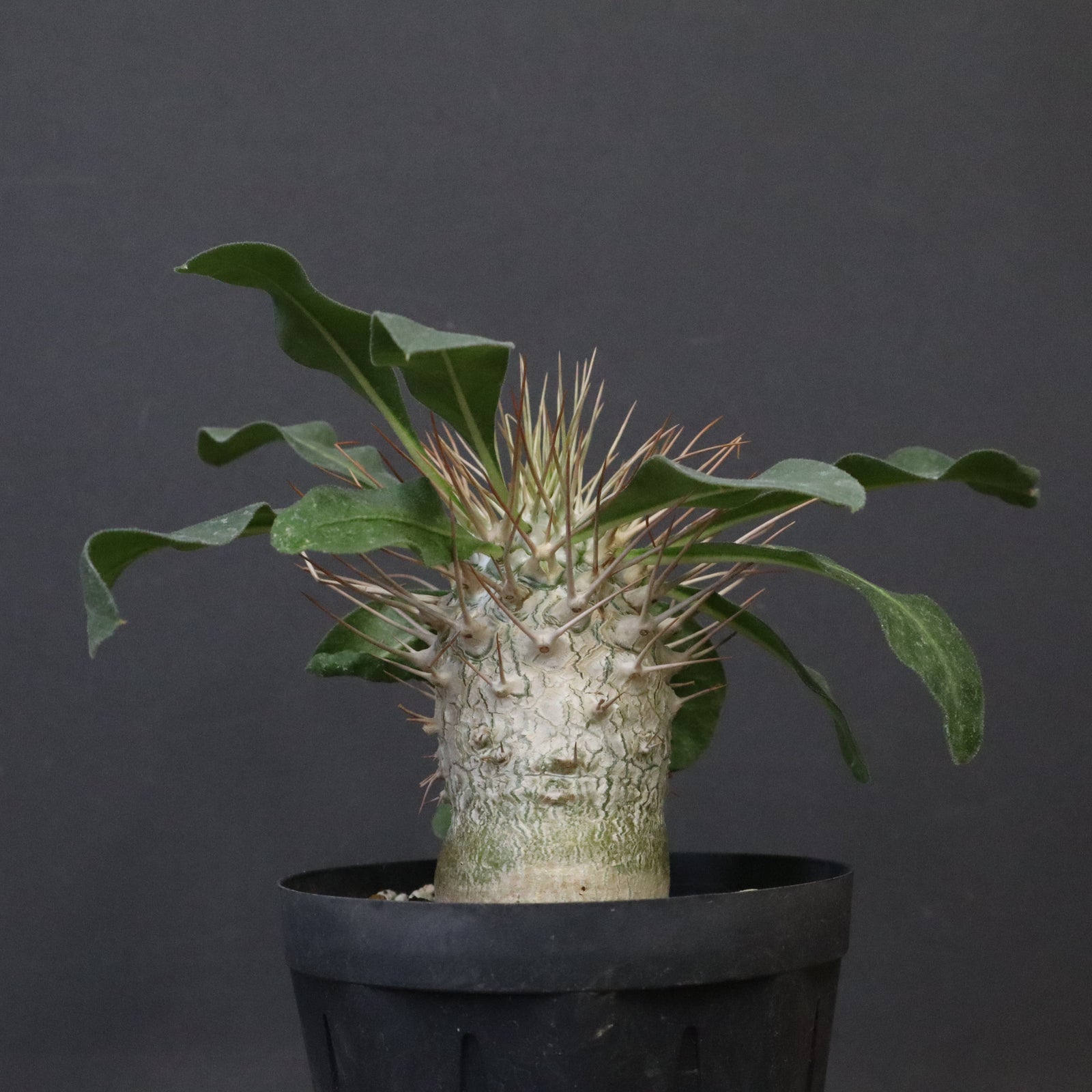 P.ナマクアナム 光堂（実生）6 – TaiShoDo ONLINE SHOP