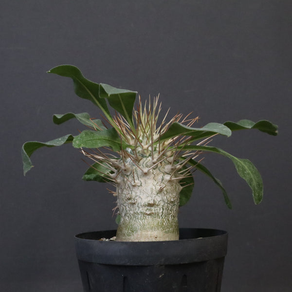 P.ナマクアナム 光堂（実生）6