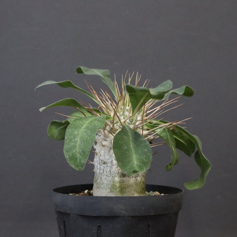 P.ナマクアナム 光堂（実生）6 – TaiShoDo ONLINE SHOP