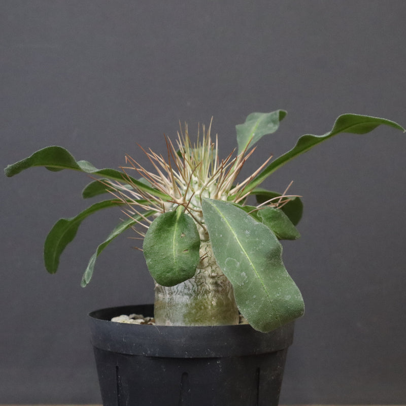 P.ナマクアナム 光堂（実生）6 – TaiShoDo ONLINE SHOP