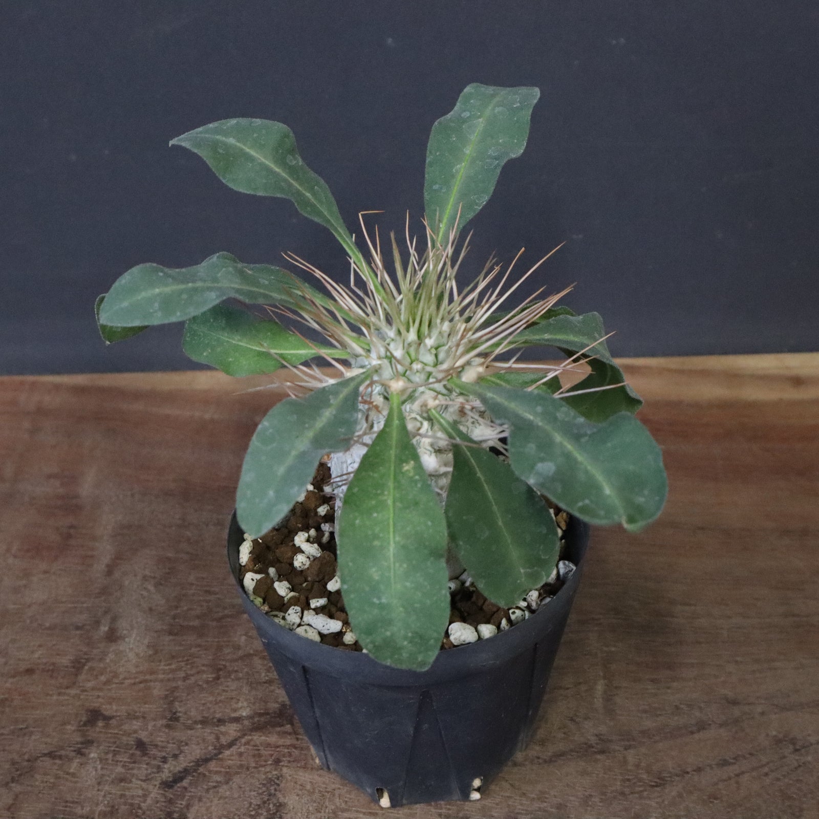 P.ナマクアナム 光堂（実生）6 – TaiShoDo ONLINE SHOP