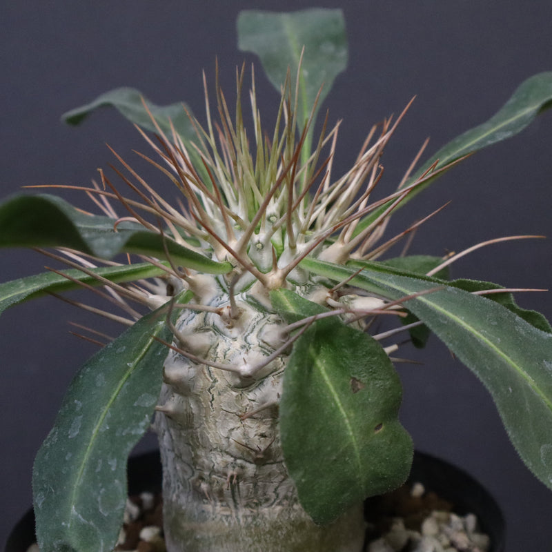 P.ナマクアナム 光堂（実生）6 – TaiShoDo ONLINE SHOP