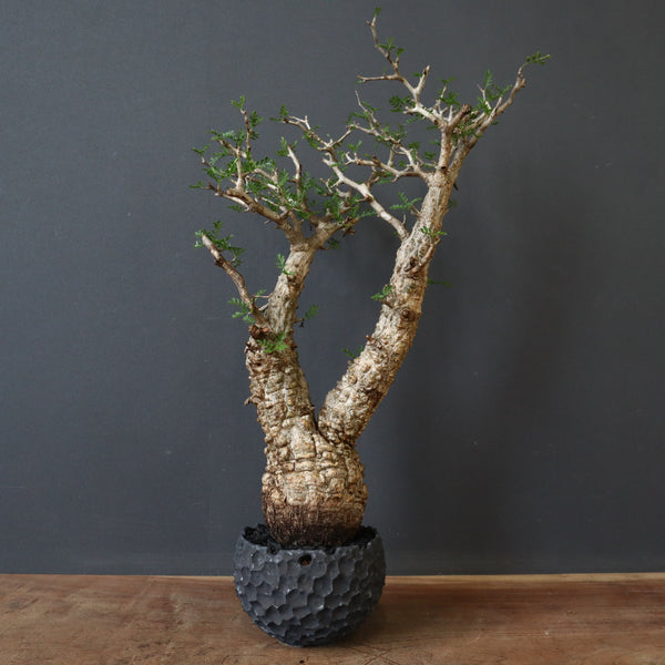 S*y様 パキプス 雷土陶器鉢】O.パキプス 2 – TaiShoDo ONLINE SHOP