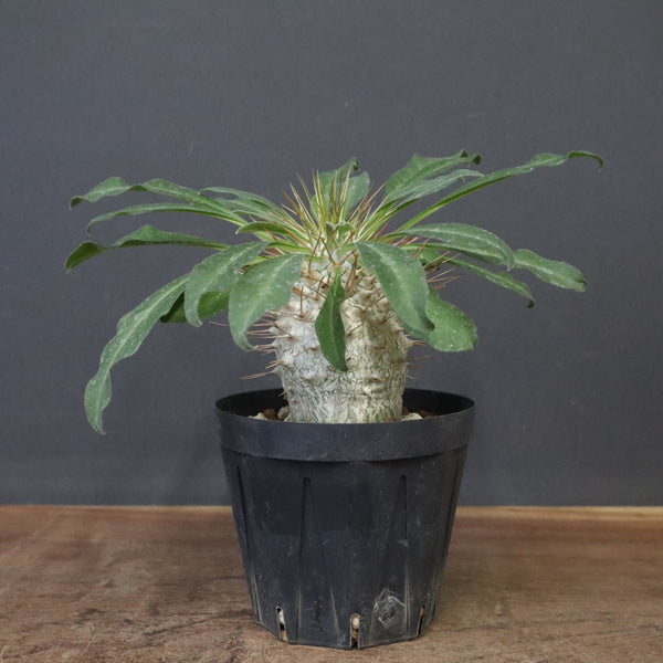 P.ナマクアナム 光堂（実生）13