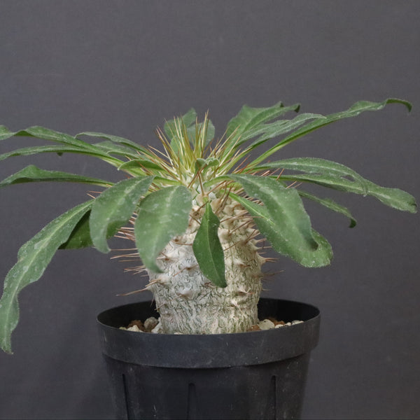 P.ナマクアナム 光堂（実生）13