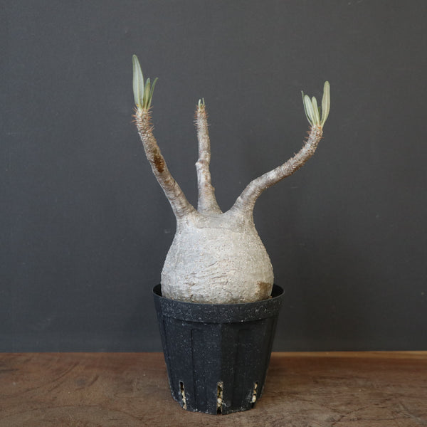 塊根植物 – 5ページ目 – TaiShoDo ONLINE SHOP