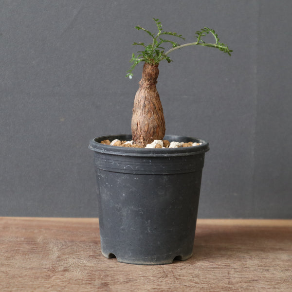 オペルクリカリア・パキプス – TaiShoDo ONLINE SHOP