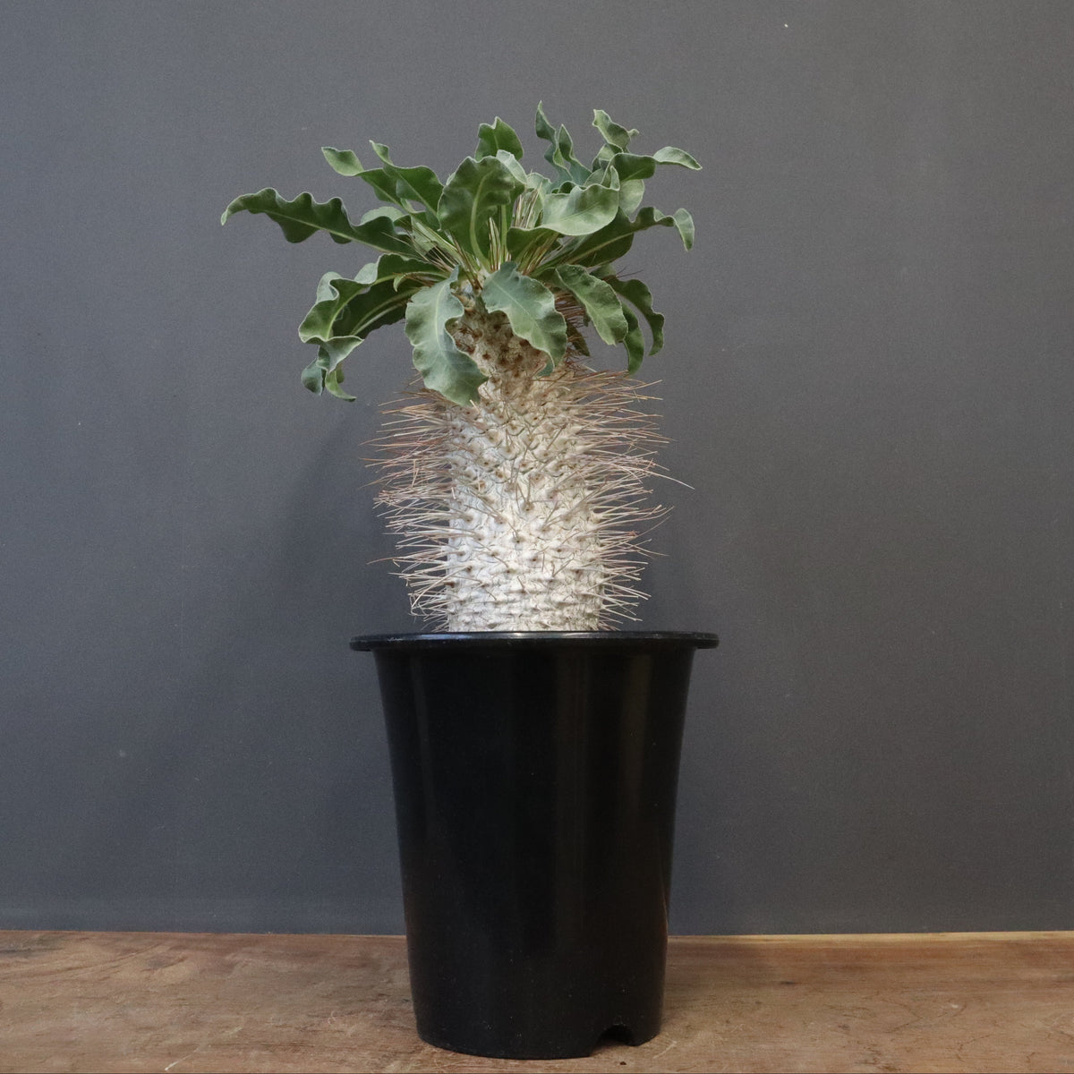 TaiShoDo ONLINE SHOP 塊根植物 多肉植物通販