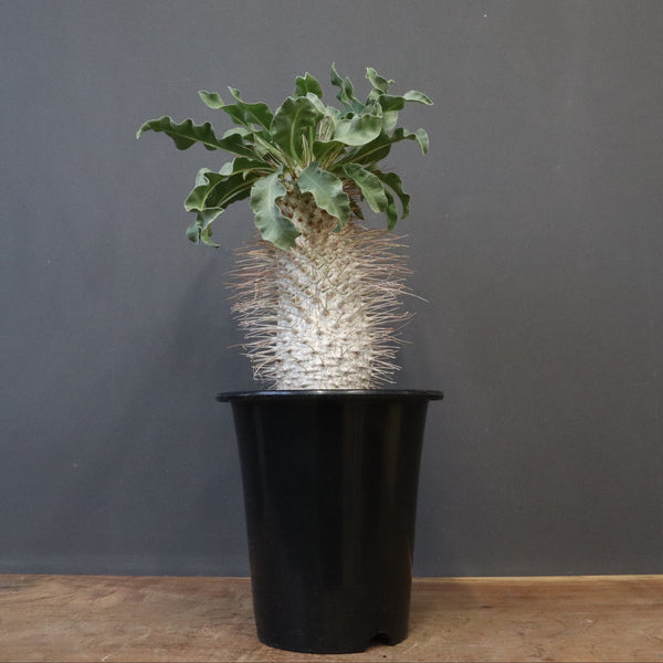 P.ナマクアナム 光堂（接木株）1