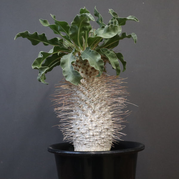 P.ナマクアナム 光堂（接木株）1