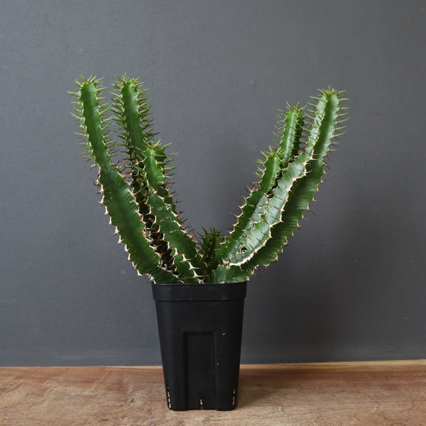 【塊根植物】ムランジーナ （実生） E.ムランジーナ（実生）154 – TaiShoDo ONLINE SHOP