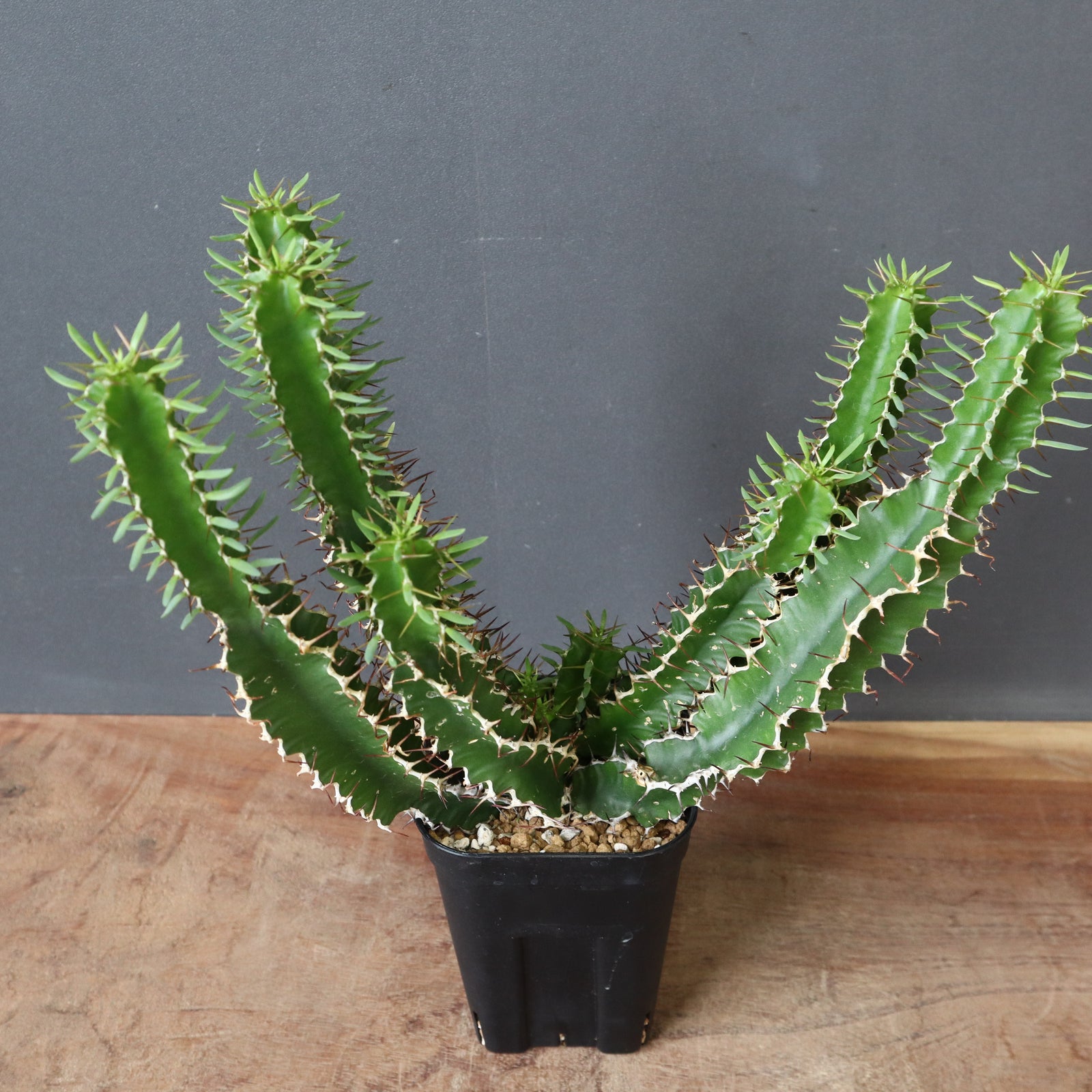 E.ムランジーナ（実生）154 – TaiShoDo ONLINE SHOP