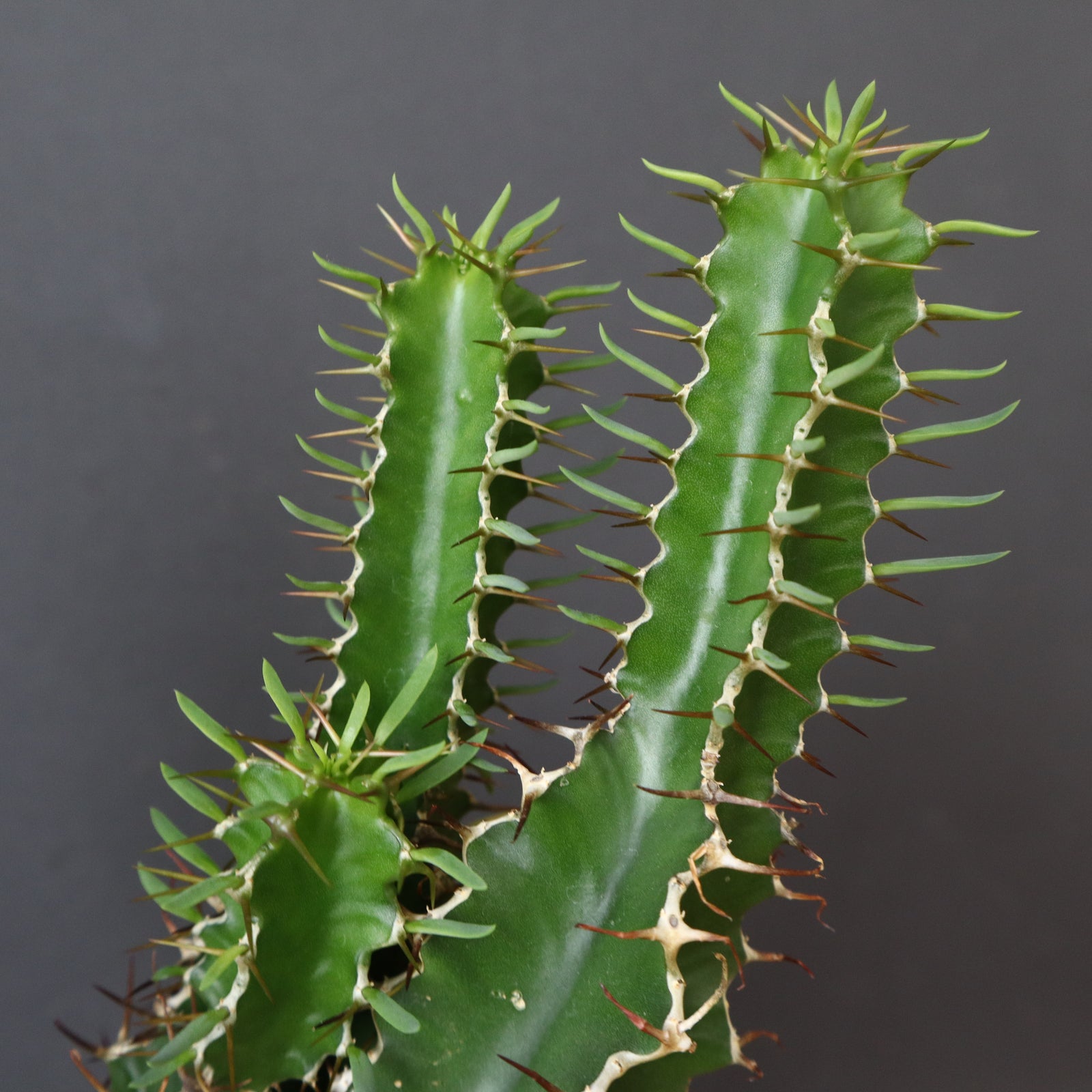 E.ムランジーナ（実生）154 – TaiShoDo ONLINE SHOP