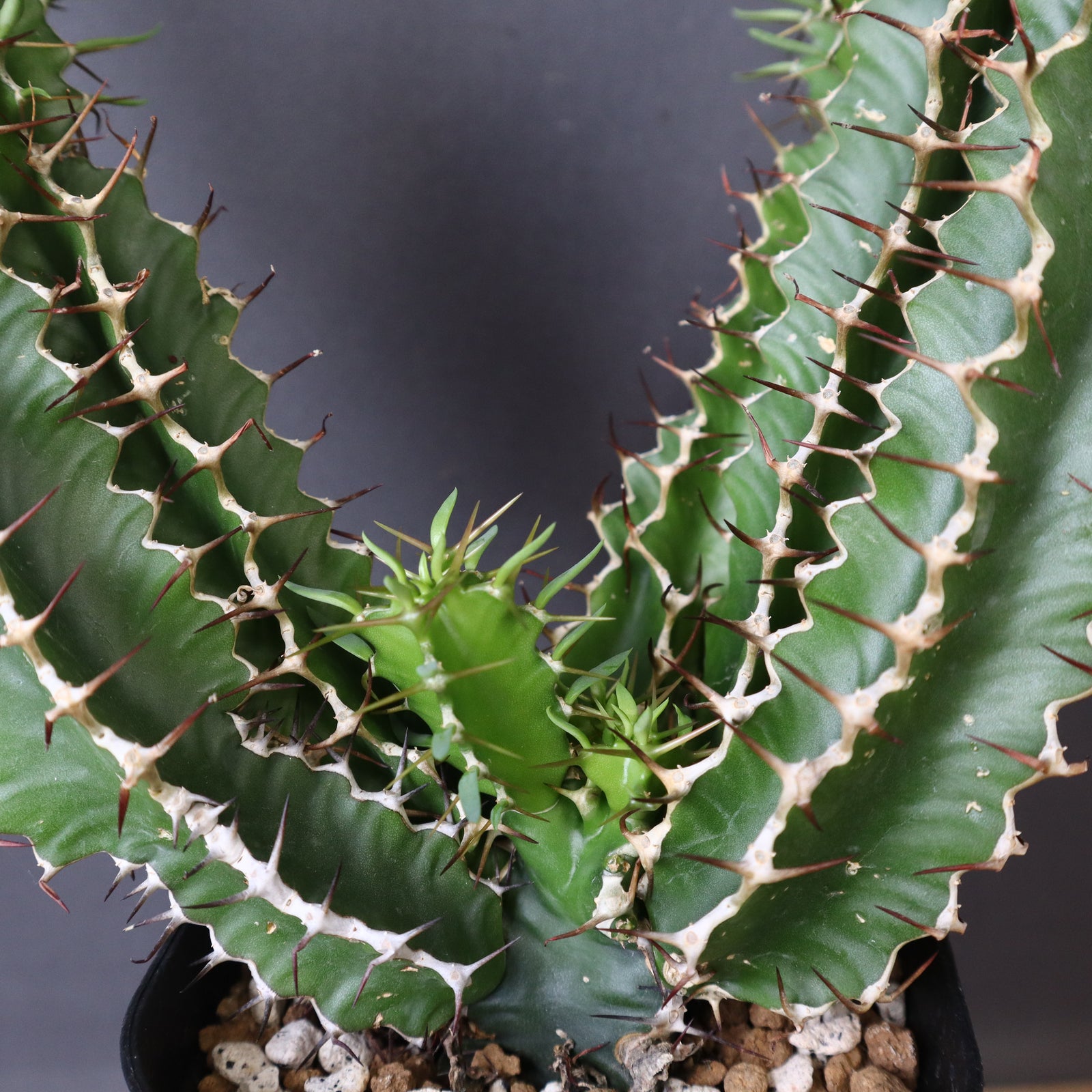 【塊根植物】ムランジーナ （実生） E.ムランジーナ（実生）154 – TaiShoDo ONLINE SHOP