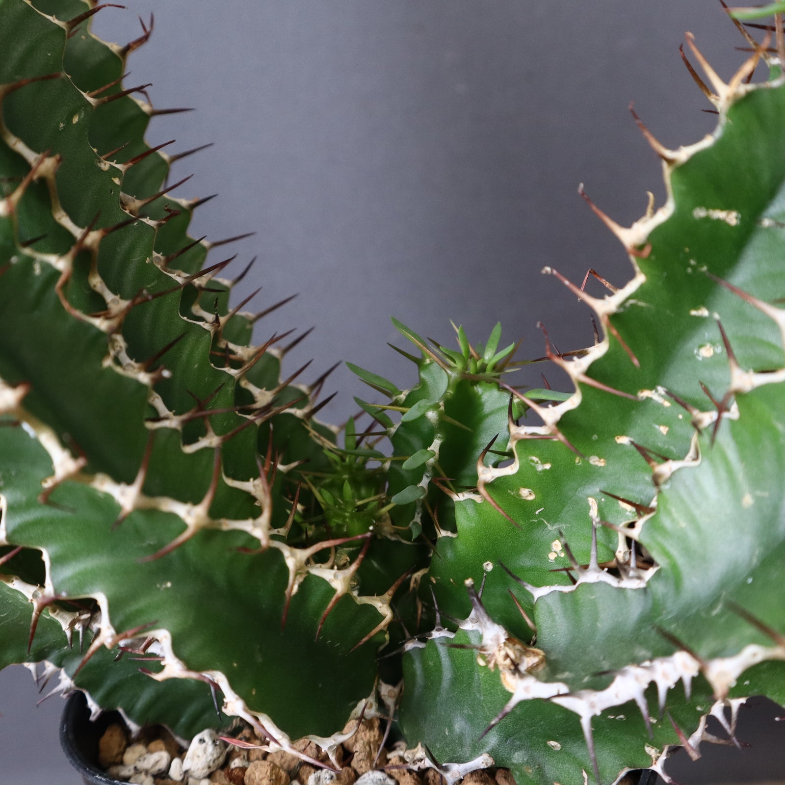 E.ムランジーナ(実生)154 – TaiShoDo ONLINE SHOP E.ムランジーナ(実生)154 – TaiShoDo ONLINE SHOP