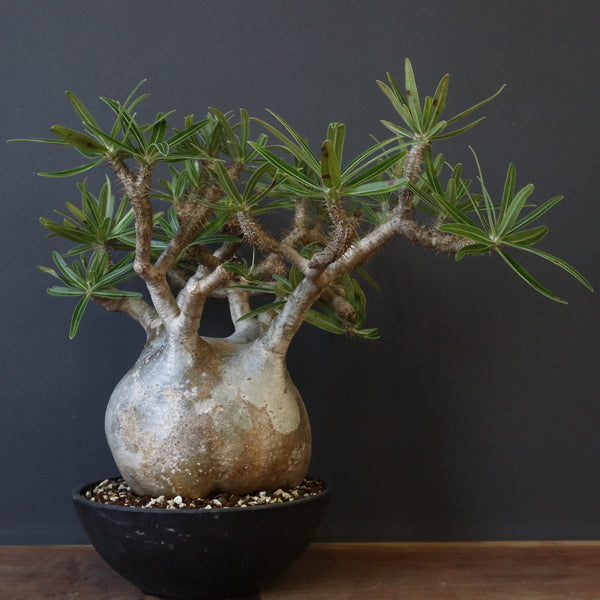 パキポディウム・グラキリス⑩ IMG_2149_1930c7f4-8f04-491d-