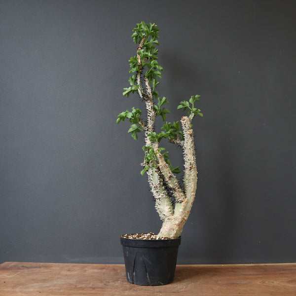 A.アクレアータ 73 – TaiShoDo ONLINE SHOP