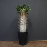 P.ナマクアナム 光堂（接木株）3 – TaiShoDo ONLINE SHOP