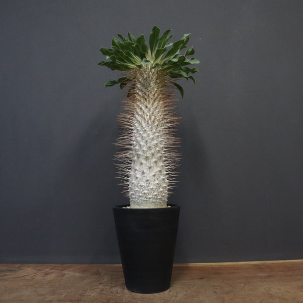 パキポディウム　ナマクアナム　光堂 接木　大株　分岐（鉢付き） P.ナマクアナム 光堂（接木株）3 – TaiShoDo ONLINE SHOP