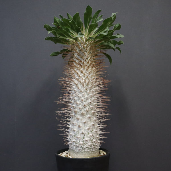 P.ナマクアナム 光堂（接木株）3