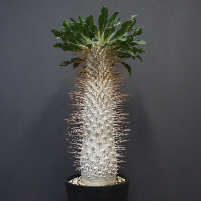 P.ナマクアナム 光堂（接木株）3 – TaiShoDo ONLINE SHOP