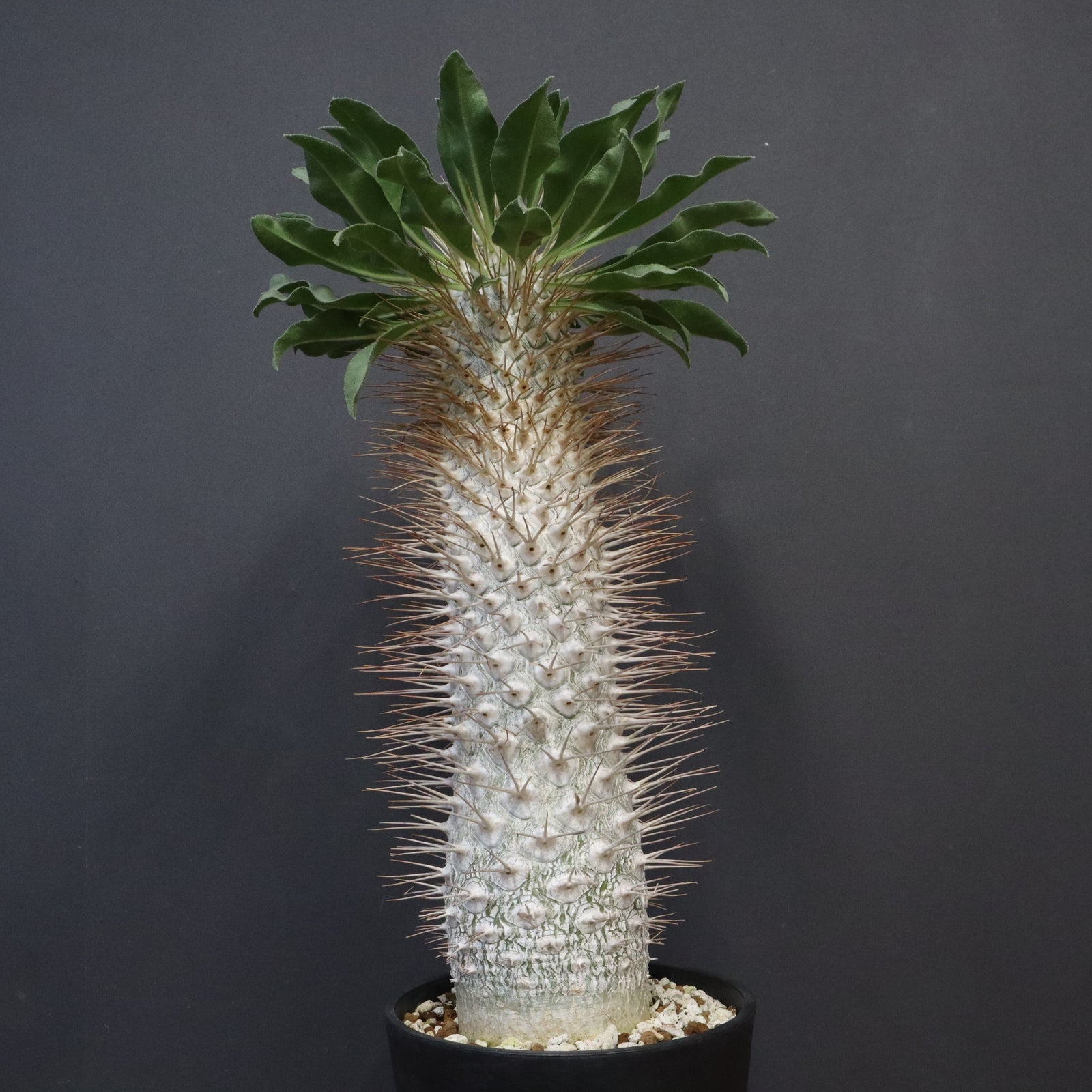 P.ナマクアナム 光堂（接木株）3 – TaiShoDo ONLINE SHOP