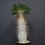 P.ナマクアナム 光堂（接木株）3