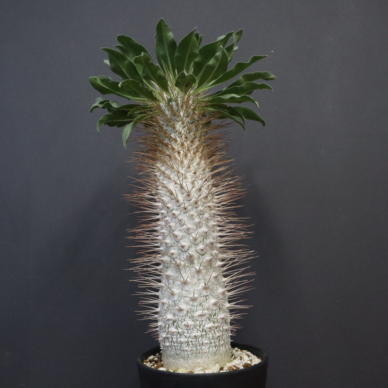 P.ナマクアナム 光堂（接木株）3 – TaiShoDo ONLINE SHOP