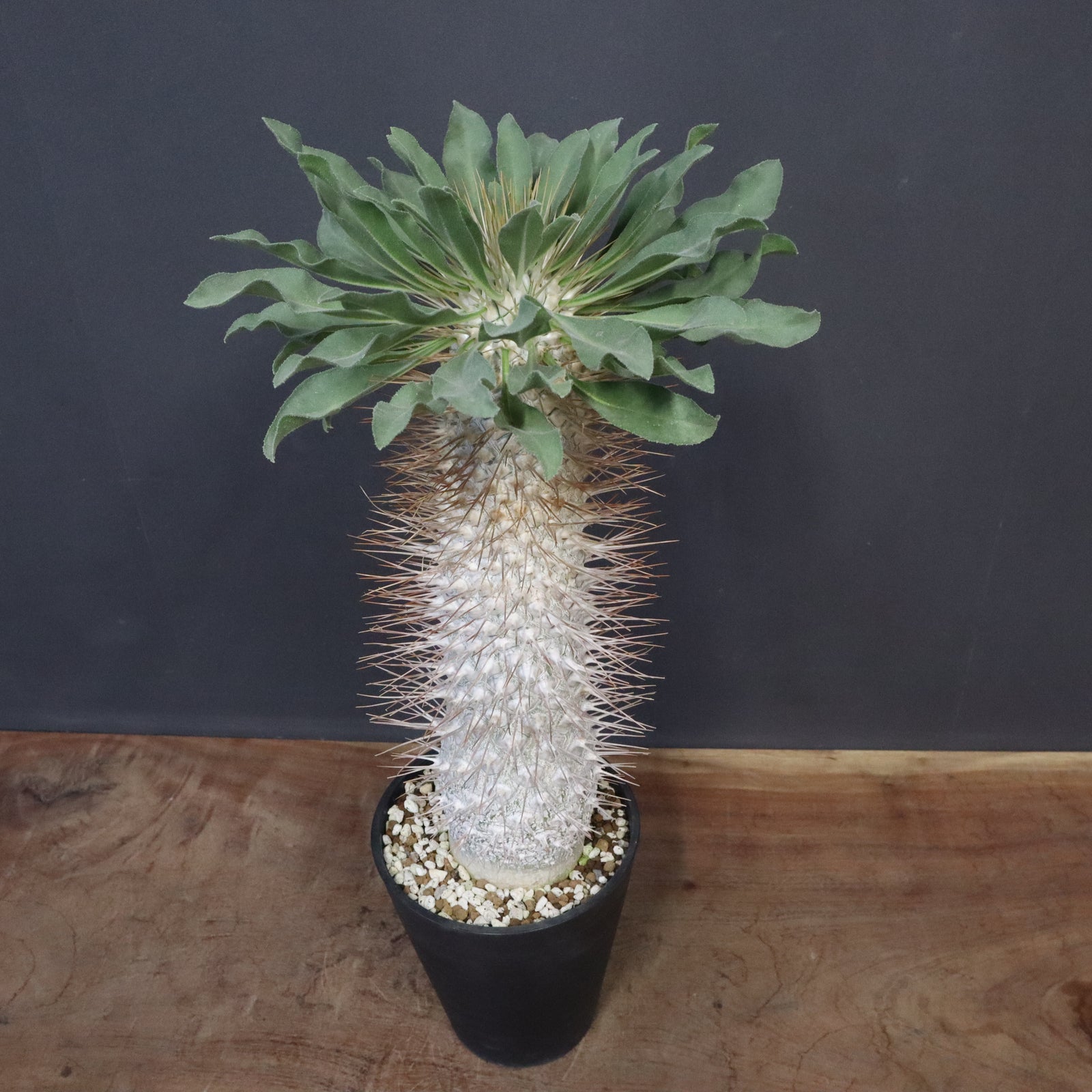 パキポディウム　ナマクアナム　光堂 接木　大株　分岐（鉢付き） P.ナマクアナム 光堂（接木株）3 – TaiShoDo ONLINE SHOP