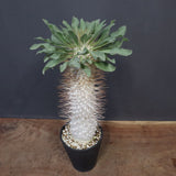 P.ナマクアナム 光堂（接木株）3