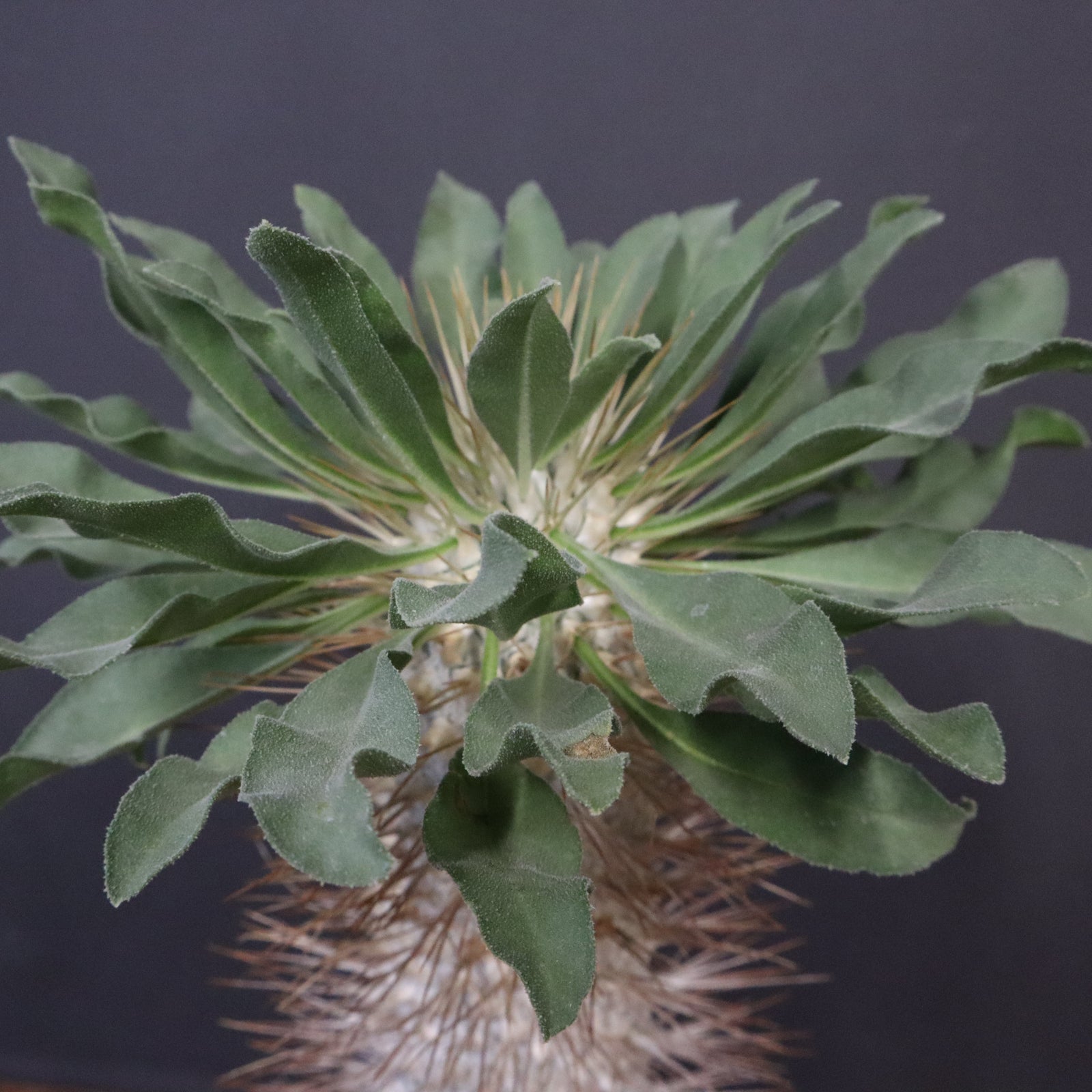 P.ナマクアナム 光堂（接木株）3 – TaiShoDo ONLINE SHOP