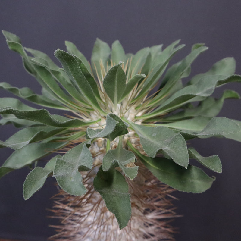 P.ナマクアナム 光堂（接木株）3 – TaiShoDo ONLINE SHOP