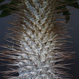 P.ナマクアナム 光堂（接木株）3