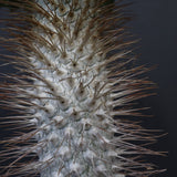 P.ナマクアナム 光堂（接木株）3