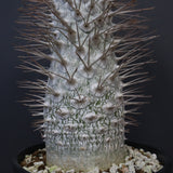 P.ナマクアナム 光堂（接木株）3