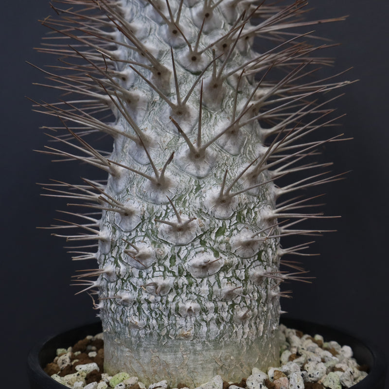 P.ナマクアナム 光堂（接木株）3 – TaiShoDo ONLINE SHOP