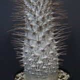 P.ナマクアナム 光堂（接木株）3