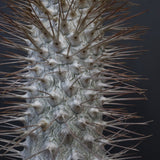 P.ナマクアナム 光堂（接木株）3