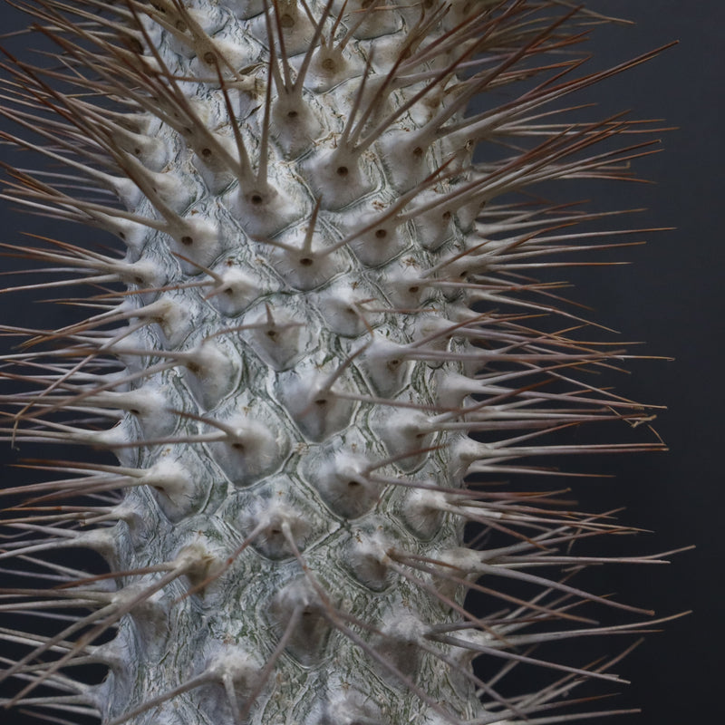 P.ナマクアナム 光堂（接木株）3 – TaiShoDo ONLINE SHOP