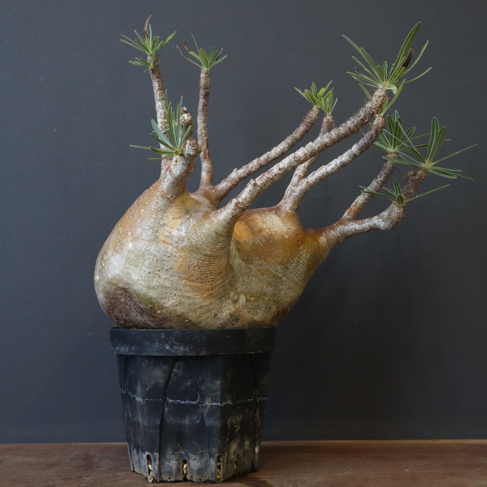 パキポディウム　グラキリス P.グラキリス 571 – TaiShoDo ONLINE SHOP