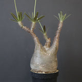 P.グラキリス 2167