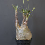 P.グラキリス 2167